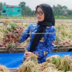 Wakil Gubernur Lampung Jihan Nurlela meninjau sentra produksi benih bawang merah bersama kelompok tani di Kelurahan Fajar Esuk, Pringsewu untuk memperkuat ketahanan pangan.